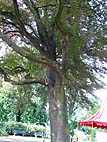 foto bomen: Rode_beuk__Fagus_Sylvatica__Copper_beech 