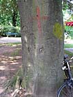 foto bomen: Rode_beuk__Fagus_Sylvatica__Copper_beech 