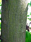 foto bomen: iepfamilie