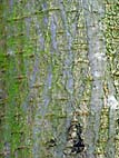 foto bomen: iepfamilie