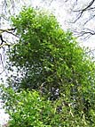 foto bomen: Vogelkers__Prunus_Padus__European_birdcherry 