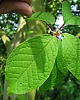 foto bomen: Vogelkers__Prunus_Padus__European_birdcherry 