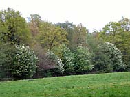foto bomen: Vogelkers__Prunus_Padus__European_birdcherry 