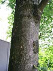 foto bomen: Zweedse__meelbes__Sorbus_intermedia__Mountain_Ash 
