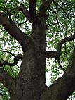 foto bomen: Zweedse__meelbes__Sorbus_intermedia__Mountain_Ash 