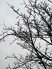 foto bomen: Meelbes__Sorbus_aria__Whitebeam 