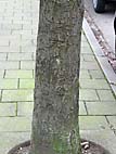foto bomen: Meelbes__Sorbus_aria__Whitebeam