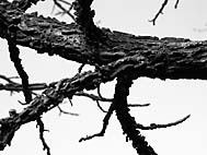 foto bomen: Amberboom__Liquidambar_styraciflua__Sweetgum 