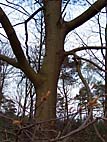 foto bomen: Amerikaanse_eik__Quercus_rubra__Red_oak