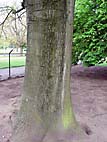 foto bomen: Amerikaanse_eik__Quercus_rubra__Red_oak 