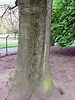 foto bomen: Amerikaanse_eik__Quercus_rubra__Red_oak