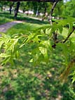 foto bomen: Amerikaanse_eik__Quercus_rubra__Red_oak