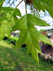 foto bomen: Amerikaanse_eik__Quercus_rubra__Red_oak 