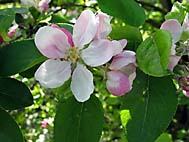 foto bomen: Appel__Malus_sylvestris__Apple 