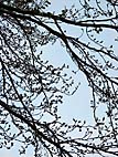 foto bomen: Beuk__Fagus_sylvatica__European_beech
