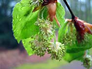 foto bomen: Beuk__Fagus_sylvatica__European_beech
