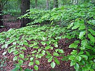 foto bomen: Beuk__Fagus_sylvatica__European_beech