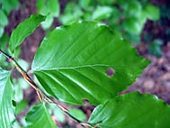 foto bomen: Beuk__Fagus_sylvatica__European_beech