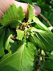 foto bomen: Boomhazelaar__Corylus_colurna__Turkish_filbert