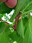 foto bomen: Boomhazelaar__Corylus_colurna__Turkish_filbert 