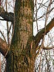 foto bomen: Canada_populier__Populus_x_canadensis__Carolina_poplar