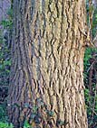foto bomen: Canada_populier__Populus_x_canadensis__Carolina_poplar 