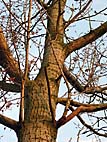 foto bomen: Canada_populier__Populus_x_canadensis__Carolina_poplar