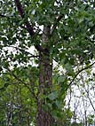 foto bomen: Canada_populier__Populus_x_canadensis__Carolina_poplar