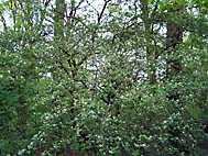 foto bomen: EenstijligeTweestijlige_Meidoorn__Crataegus_leavigatamonogyna__OneseedTwoseed_hawthorn 