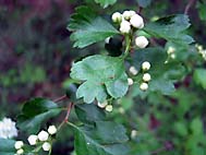 foto bomen: EenstijligeTweestijlige_Meidoorn__Crataegus_leavigatamonogyna__OneseedTwoseed_hawthorn 