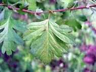 foto bomen: EenstijligeTweestijlige_Meidoorn__Crataegus_leavigatamonogyna__OneseedTwoseed_hawthorn 