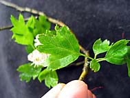 foto bomen: EenstijligeTweestijlige_Meidoorn__Crataegus_leavigatamonogyna__OneseedTwoseed_hawthorn 