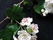 foto bomen: EenstijligeTweestijlige_Meidoorn__Crataegus_leavigatamonogyna__OneseedTwoseed_hawthorn
