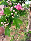 foto bomen: EenstijligeTweestijlige_Meidoorn__Crataegus_leavigatamonogyna__OneseedTwoseed_hawthorn