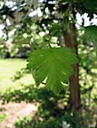 foto bomen: EenstijligeTweestijlige_Meidoorn__Crataegus_leavigatamonogyna__OneseedTwoseed_hawthorn 