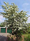 foto bomen: EenstijligeTweestijlige_Meidoorn__Crataegus_leavigatamonogyna__OneseedTwoseed_hawthorn