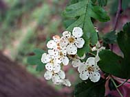 foto bomen: EenstijligeTweestijlige_Meidoorn__Crataegus_leavigatamonogyna__OneseedTwoseed_hawthorn 