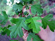 foto bomen: EenstijligeTweestijlige_Meidoorn__Crataegus_leavigatamonogyna__OneseedTwoseed_hawthorn 