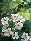 foto bomen: EenstijligeTweestijlige_Meidoorn__Crataegus_leavigatamonogyna__OneseedTwoseed_hawthorn 