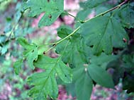 foto bomen: EenstijligeTweestijlige_Meidoorn__Crataegus_leavigatamonogyna__OneseedTwoseed_hawthorn 