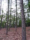 foto bomen: Europese_larix__Larix_decidua__European_larch