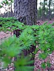 foto bomen: Europese_larix__Larix_decidua__European_larch