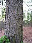 foto bomen: Europese_larix__Larix_decidua__European_larch