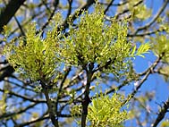 foto bomen: Gewone_es__Fraxinus_excelsior__Common_ash 