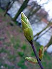 foto bomen: Gewone_esdoorn__Acer_pseudoplatanus__Sycamore_maple