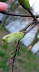 foto bomen: Gewone_esdoorn__Acer_pseudoplatanus__Sycamore_maple