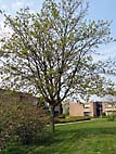 foto bomen: Gewone_esdoorn__Acer_pseudoplatanus__Sycamore_maple