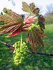 foto bomen: Gewone_esdoorn__Acer_pseudoplatanus__Sycamore_maple