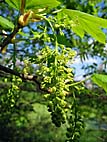 foto bomen: Gewone_esdoorn__Acer_pseudoplatanus__Sycamore_maple 