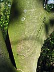 foto bomen: Gewone_esdoorn__Acer_pseudoplatanus__Sycamore_maple